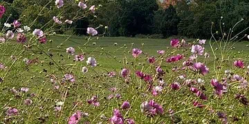 Horoscopes and Lucky Numbers for 8 May