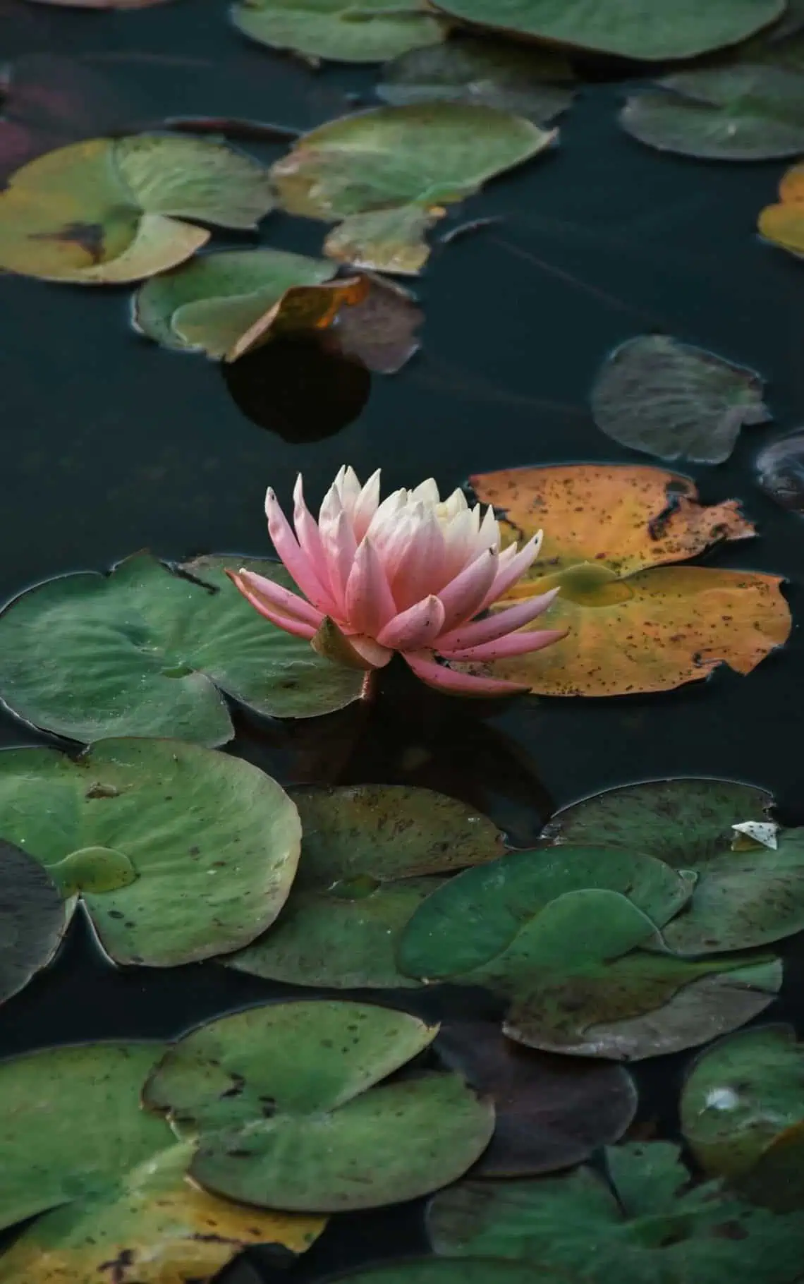 Horoscopes and Lucky Numbers for 14 May - Saffarazzi Horoscopes and Lucky Numbers for 14 May