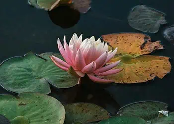 Horoscopes and Lucky Numbers for 14 May