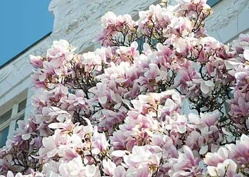 Horoscopes and Lucky Numbers for 1 June