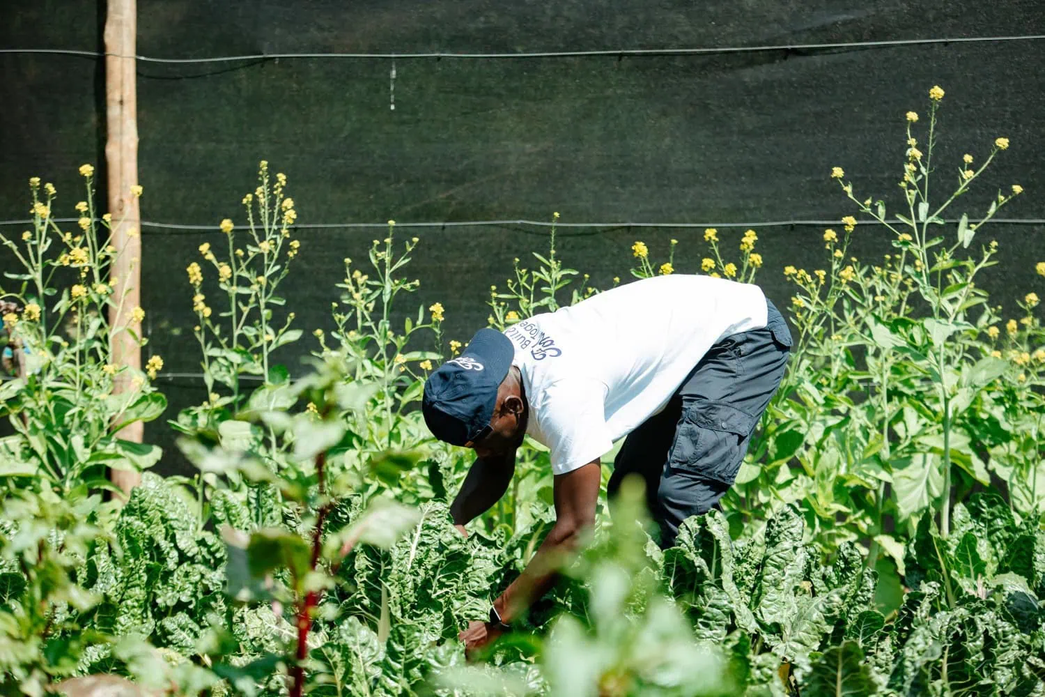 Volunteer in vegetable garden - Saffarazzi Ford Global Caring volunteer tending a community vegetable garden.