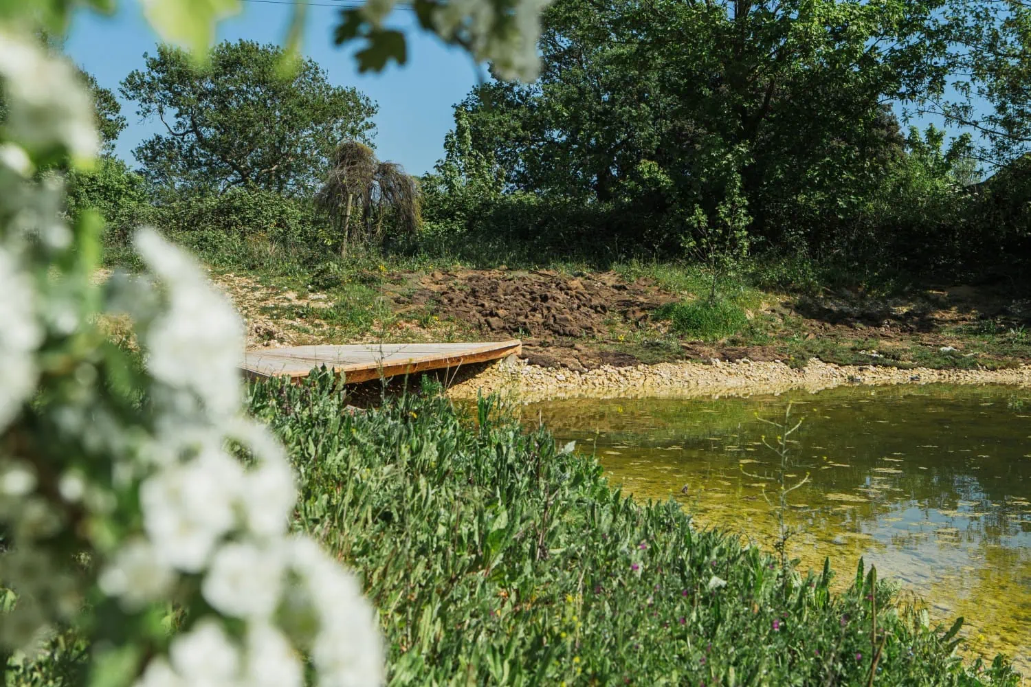 Goodwood Estate wildlife pond - Saffarazzi Wildlife pond with wooden platform on Goodwood Estate.